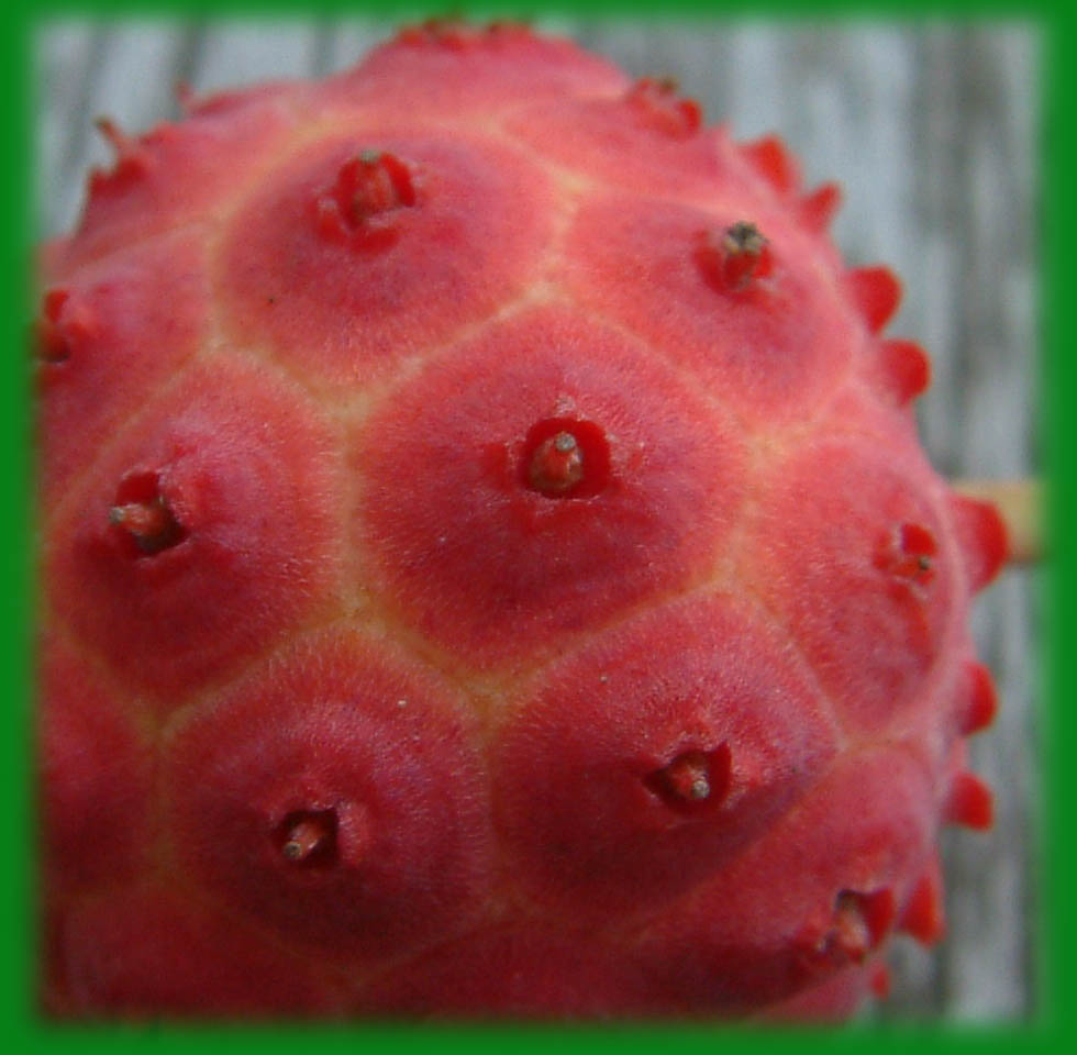 CornusKousaChinensis Kopie