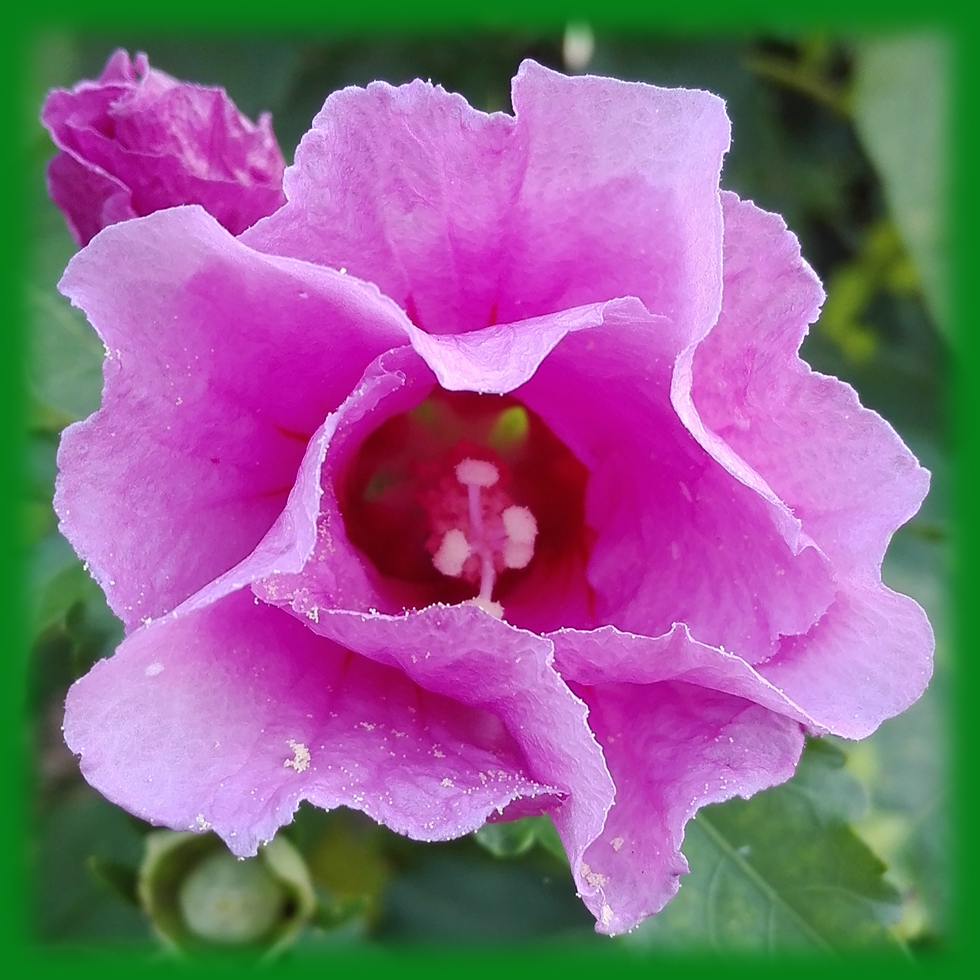 HibiscusBl&uuml;te Kopie