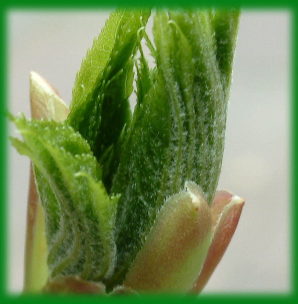 KalopanaxPictus Kopie