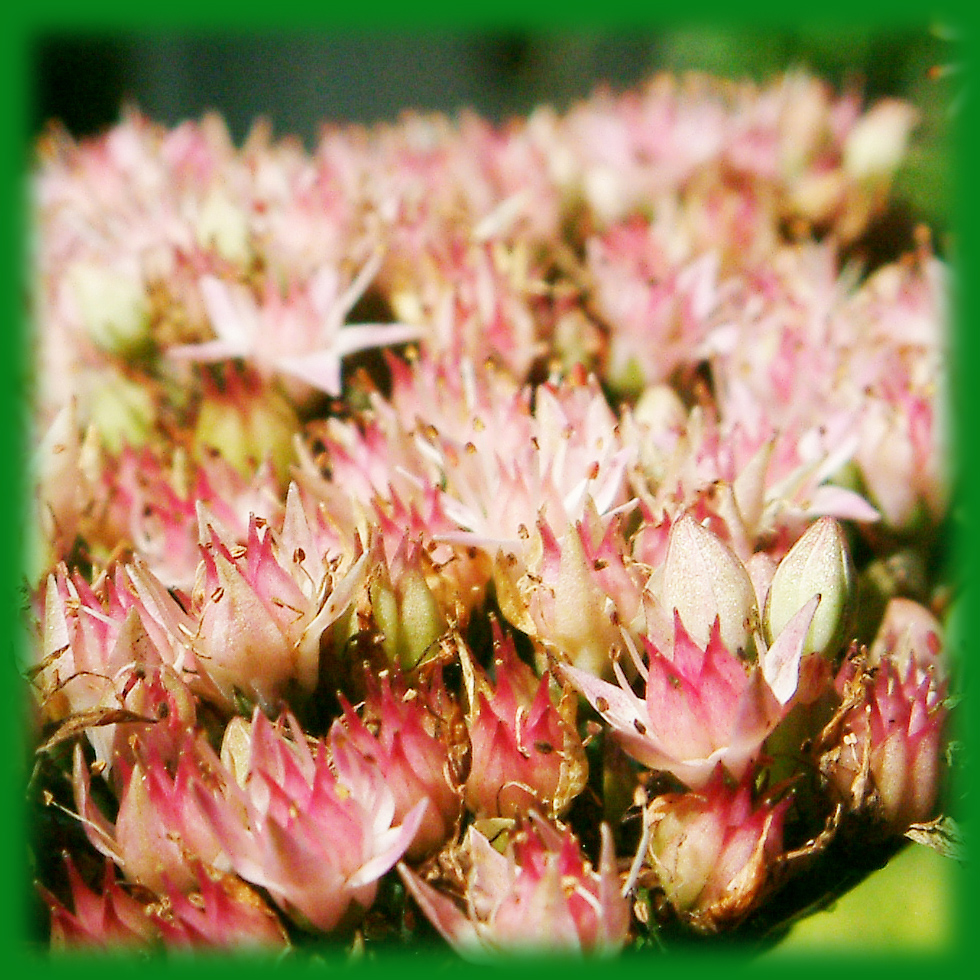 Sedum Kopie